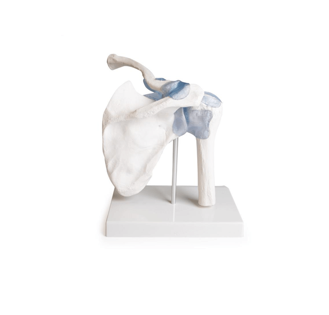 Schultergelenkmodell mit Bändern & Stativ – Anatomiemodell mit Bewegungsdemonstration & abnehmbarem Standfuß - Erler - Zimmer